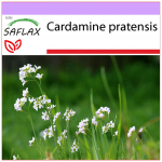 SAFLAX - K&auml;gulill - 100 seemet - Cardamine pratensis