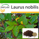 SAFLAX - loorberipuu - 6 seemet - Potisubstraadiga paremaks kasvatamiseks - Laurus nobilis