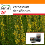 SAFLAX &ndash; Aed kotis &ndash; Suure&otilde;ieline Mullein &ndash; 500 seemet &ndash; Substraadiga sobivas p&uuml;stijas kotis &ndash; Verbascum densiflorum