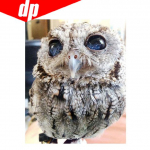 Loomade &ouml;&ouml;kulli teemanttikandid 5D DIY teemantmaal ristpistes pilt t&auml;is&uuml;mmargune teemant 20X30