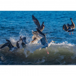 Creative Fashion Full Drill Seascape Gull Teemanttikandid Pildid K&auml;sitsi valmistatud kleebis K&ouml;&ouml;gi sisustus 20X30CM