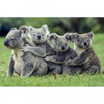 5D DIY Teemantmaal Koala Tikand Ristpistes Rhinestone Mosaiic Kodukaunistus 20X30CM