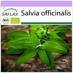 SAFLAX &ndash; Mahe &ndash; Salvei &ndash; 60 seemet &ndash; Salvia officinalis