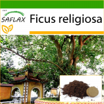 SAFLAX - Peepul Tree / P&uuml;ha viigipuu - 100 seemet - Potisubstraadiga paremaks kasvatamiseks - Ficus religiosa