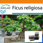 SAFLAX - Aed kotis - Bonsai - Peepul Tree / P&uuml;ha viigipuu - 100 seemet - Substraadiga sobivas p&uuml;stises kotis - Ficus religiosa