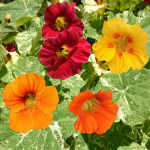 Nasturtium low Alaska segu seemned 2g - VILMORIN