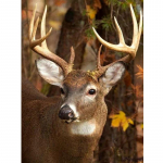 Rhinestones Mosaiik Kingitus Jalgrattatikandid K&auml;sit&ouml;&ouml; Teemanttikandi komplektid Teemantseinakunst 20X30CM