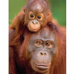 T&auml;ielik 5D-teemantmaaling multifilm Loom Orangutan Tikand Ristpistes Kodukaunistus K&auml;sitsi valmistatud 25x30cm