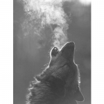 Wolf Icefield Wolf Fashion 5d-teemantmaali ristpistes 35x45cm teemantmosaiik 20x15CM mitmev&auml;rviline