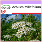 SAFLAX &ndash; Harilik raudrohi &ndash; 200 seemet &ndash; Achillea millefolium