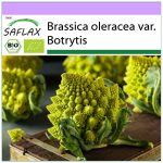 SAFLAX &ndash; Orgaaniline &ndash; Lillkapsas &ndash; Romanesco &ndash; 50 seemet &ndash; Brassica oleracea