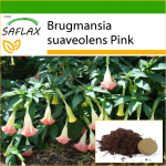 SAFLAX - Angel's Trumpet Pink - 10 seemet - Potisubstraadiga paremaks kasvatamiseks - Brugmansia suaveolens Pink