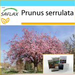 SAFLAX &ndash; kinkekomplekt &ndash; Metsik must kirss &ndash; 30 seemet &ndash; Koos kinkekarbi, kaardi, etiketi ja potisubstraadiga &ndash; Prunus serrulata