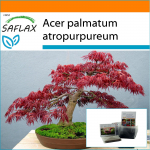SAFLAX - Aed kotis - Bonsai - Punane Jaapani vaher - 20 seemet - Substraadiga sobivas p&uuml;stijas kotis - Acer palmatum