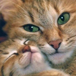 DIY 5D Teemantmaaling Kassi t&auml;isring puur Rhinestones Teemanttikandid Loom Mosaiik Ristpistes Seinakunst Kingitus Kodukaunistus Full Round 20x20CM