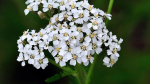 1000 Yarrow Seemet - aromaatsed ravimlilled - paljundatavad talupojaseemned - Semiwild
