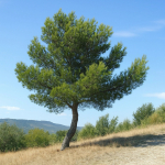 15 Graines de Pin d'Alep (Pinus halepensis)