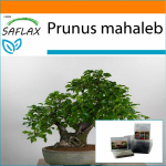 SAFLAX - Aed kotis - Bonsai - Mahalebi kirss - 30 seemet - Substraadiga sobivas p&uuml;stijas kotis - Prunus mahaleb
