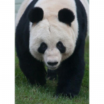 5D t&auml;is&uuml;mmargune puur Teemantmaalimine Panda ristpistes tikandid Mosaiikloomad Teemantkunst loomad K&auml;sit&ouml;&ouml; Kodukaunistuse kingitus Full Round 20x30CM