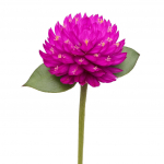 150 Graines d'Amarantine Globuleuse (Gomphrena Globosa)