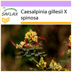 SAFLAX &ndash; paabulinnup&otilde;&otilde;sas &ndash; 10 seemet &ndash; Caesalpinia gillesii