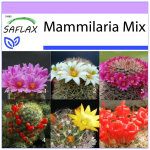 SAFLAX - Mammillaire Mix - 40 seemet - Mammilaria Mix