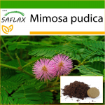 SAFLAX &ndash; Tundlik taim &ndash; 70 seemet &ndash; Potisubstraadiga paremaks kasvatamiseks &ndash; Mimosa pudica