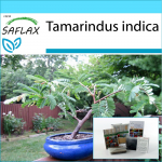 SAFLAX - Kingikomplekt - Bonsai - Tamarind - 4 seemet - Koos kinkekarbi, kaardi, etiketi ja potisubstraadiga - Tamarindus indica