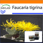 SAFLAX - Aed kotis - Tiigril&otilde;ua - 40 seemet - Substraadiga sobivas p&uuml;stijas kotis - Faucaria tigrina