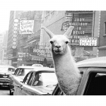 40x50cm Teemantmaal Alpaca Animal T&auml;is &uuml;mmargune teemantkunst mosaiik, isetegemine uustulnuk tikandid kodukaunistus Full Round 20x30CM