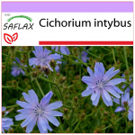SAFLAX &ndash; Sigur &ndash; 250 seemet &ndash; Cichorium intybus