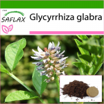 SAFLAX - Lagrits - 30 seemet - Potisubstraadiga paremaks kasvatamiseks - Glycyrrhiza glabra