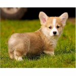 5d isetehtud teemantmaal T&auml;is&uuml;mmargune teemanttikandid Pembroke Welshi corgi koera ristpistes Full Round 20x30CM