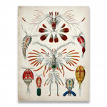Marine Creatures Vintage plakat Meduusid korallid Rohelised vetikad Mereanemoonid Pritsmed Merit&auml;ht l&otilde;uend Print Seinakunst L&otilde;uendimaal Ilma raamita 21*30cm