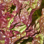 Rosela salat, v&auml;rske k&ouml;&ouml;givilja seemned PREMIUM 0,5g