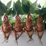 Mandrake muru vaigu kuju, maastiku ornament, kujukeste k&auml;sit&ouml;&ouml; aia jaoks 1pc
