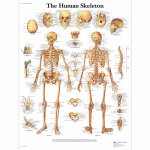 Anatoomilise lihass&uuml;steemi plakat Inimkeha anatoomia diagramm Meditsiiniline hariduslik l&otilde;uend koolide sisekujunduseks 50x75cm