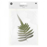 Feuille de foug&egrave;re s&eacute;ch&eacute;e et press&eacute;e - RICO DESIGN - Grande - Id&eacute;al pour DIY