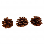 Pomme de pin 5,5 cm 3 pi&egrave;ces