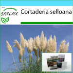 SAFLAX &ndash; kinkekomplekt &ndash; Ameerika pamparohi &ndash; 200 seemet &ndash; Koos kinkekarbi, kaardi, etiketi ja potisubstraadiga &ndash; Cortaderia selloana