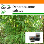 SAFLAX - Aed kotis - Calcutta Bamboo - 50 seemet - Substraadiga sobivas p&uuml;stises kotis - Dendrocalamus strictus