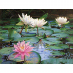 T&auml;isringi puur Teemanttikandid Lotus Pond 5D DIY Teemantmaal Ristpistes Rhinestone Full Round 20x30CM