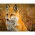 Teemantmaaling Tasuta ristpistekomplektid Mosaiiktikandid Ristpistes Rebase pilt Kodukaunistuse kingitus 20X30CM