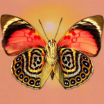 5D DIY T&auml;is&uuml;mmargune teemantmaaling ilus liblikas Tikand Ristpiste 30x30CM