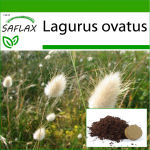 SAFLAX - Bunny Tail Grass - 100 seemet - Potisubstraadiga paremaks kasvatamiseks - Lagurus ovatus