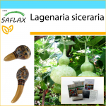 SAFLAX - Kingikomplekt - Pudelk&otilde;rvits - 15 seemet - Koos kinkekarbi, kaardi, etiketi ja potisubstraadiga - Lagenaria siceraria