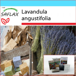 SAFLAX - Kingikomplekt - Inglise lavendel - 150 seemet - Kinkekarbi, kaardi, etiketi ja potisubstraadiga - Lavandula angustifolia