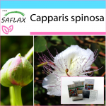 SAFLAX &ndash; kinkekomplekt &ndash; Kapparitaim &ndash; 25 seemet &ndash; Koos kinkekarbi, kaardi, etiketi ja potisubstraadiga &ndash; Capparis spinosa