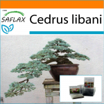 SAFLAX - Aed kotis - Bonsai - Liibanoni seeder - 20 seemet - Substraadiga sobivas p&uuml;stises kotis - Cedrus libani