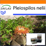 SAFLAX - Aed kotis - Elav graniit - 40 seemet - Substraadiga sobivas p&uuml;stijas kotis - Pleiospilos nelii